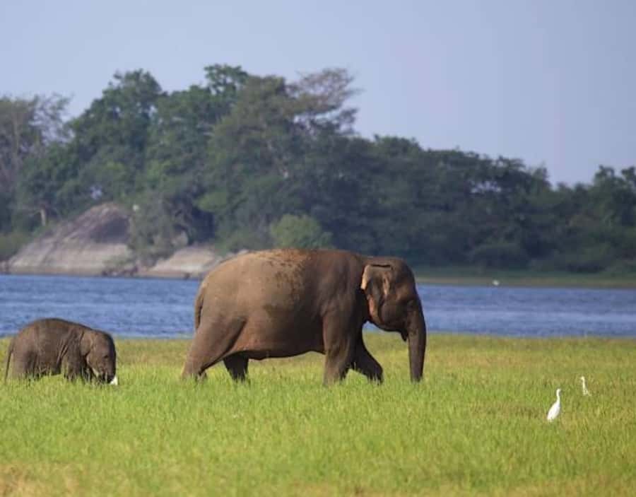 From Anuradhapura:Wilpattu Full-Day Wildlife Safari. - What to bring, what to avoid, and who should skip this safari