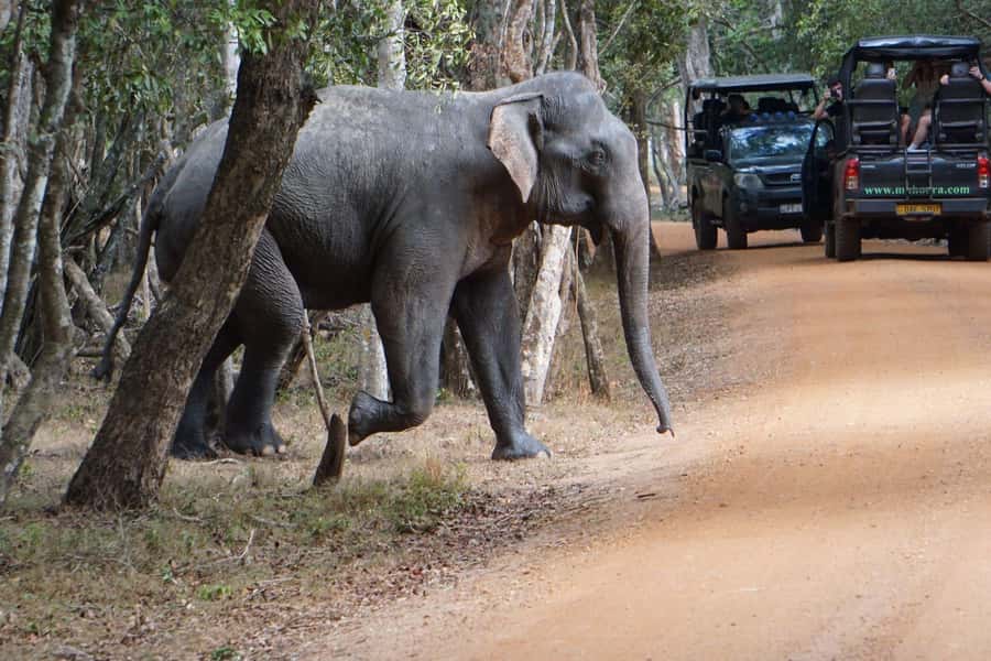 From Anuradhapura:Wilpattu Full-Day Wildlife Safari. - Small practical tips that make the day better