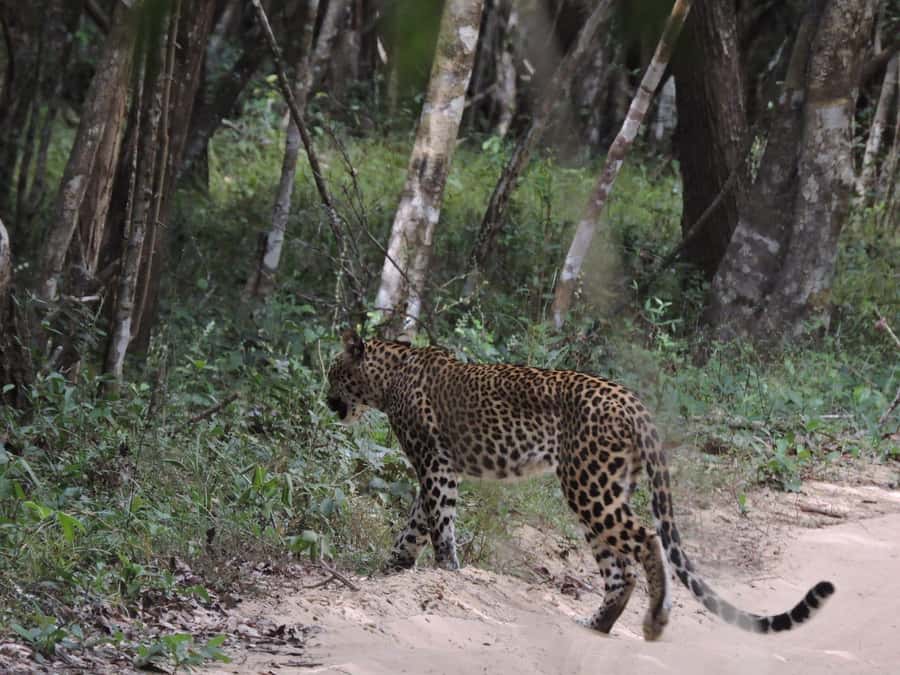 From Anuradhapura:Wilpattu Full-Day Wildlife Safari. - Getting there smoothly, hotel pickup that actually helps