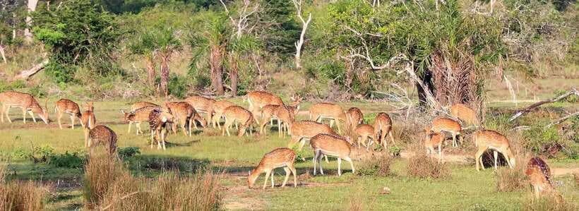 From Anuradhapura: Wilpattu National Park Half-Day Safari - Key things to know before you go