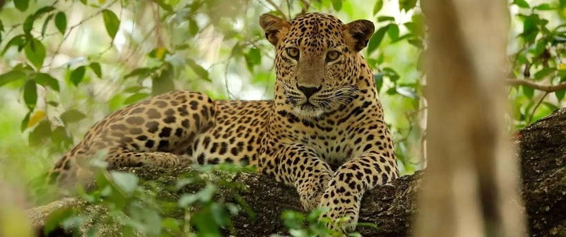 From Anuradhapura: Wilpattu National Park Half-Day Safari - Animal Spotting Reality: Leopards, Elephants, Sloth Bears, Water Buffalo