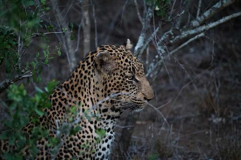 From Anuradhapura: Wilpattu National Park Half-Day Safari - Guide Talk, Bird Reptiles, and How to Photograph Better