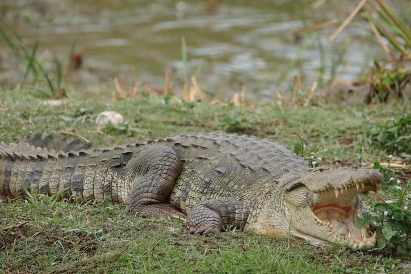 From Anuradhapura: Wilpattu National park Safari - Key things to know before you go