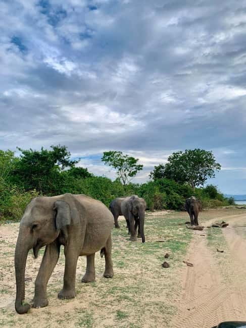 From Anuradhapura: Wilpattu National park Safari - Getting from Anuradhapura to Wilpattu without losing the day
