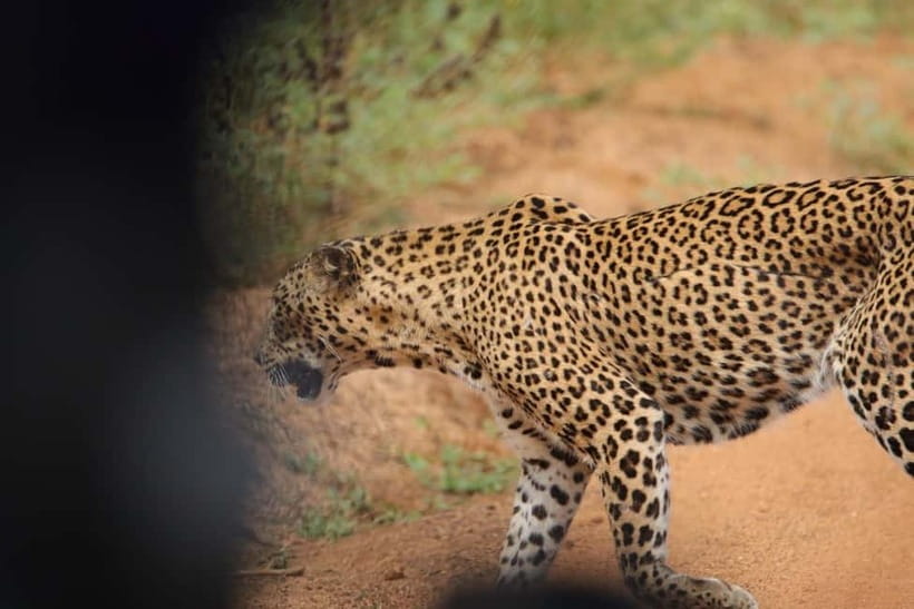 From Anuradhapura: Wilpattu National park Safari - What you do for meals: picnic breakfast and lunch timing