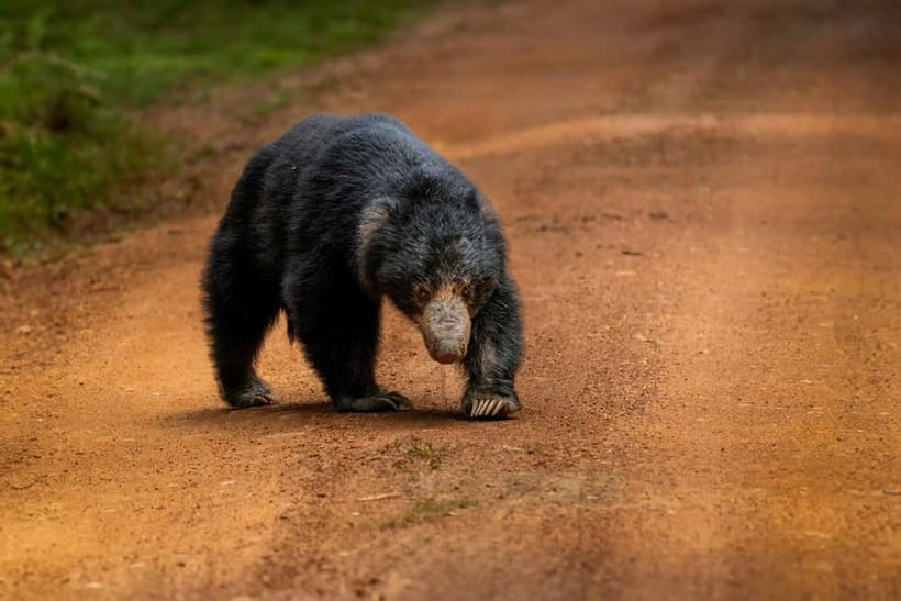 From Anuradhapura: Wilpattu National park Safari - Price and value: is $65 a fair deal?