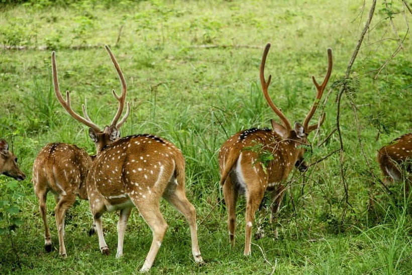 From Anuradhapura: Wilpattu National park Safari - How long you are in Wilpattu, and why it matters