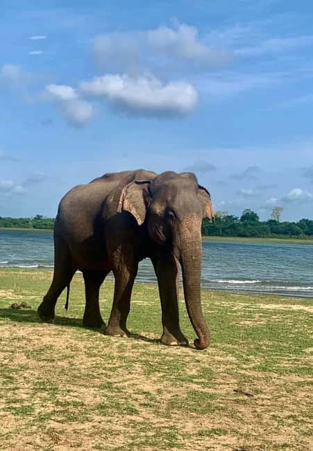 From Anuradhapura: Wilpattu National park Safari - What the 4x4 safari jeeps do for your viewing