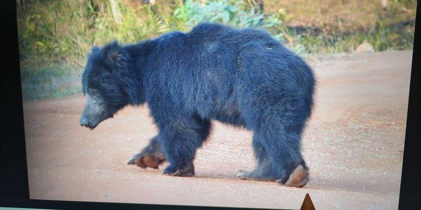 From Arugambay : Yala National Park Safari & Dropoff in Ella - Pickup in Arugambay, then comfortable transport to Yala