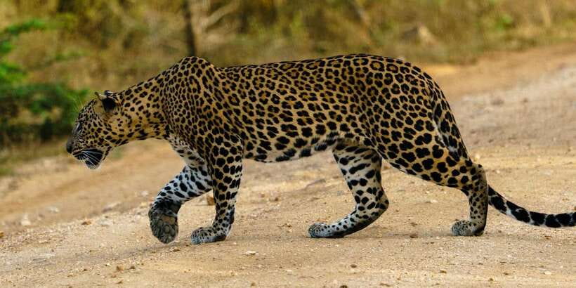 From Arugambay : Yala National Park Safari & Dropoff in Ella - Leopard odds, crowd management, and how guides help you win time