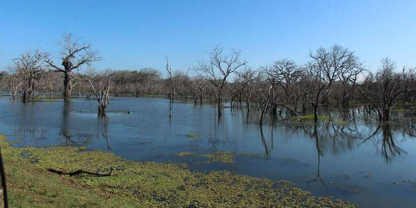 From Arugambay : Yala National Park Safari & Dropoff in Ella - Price and value: what your $74 covers and what you pay separately