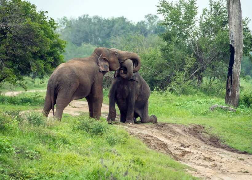 From Bentota: Elephant Transit Camp and Udawalawe Safari - Udawalawe 4x4 Safari: Why This Park Feels So Close to Elephants
