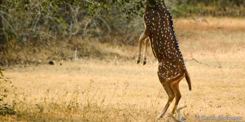 From Bentota: Full-Day Yala National Park Safari Tour - Should you book this Bentota to Yala safari?