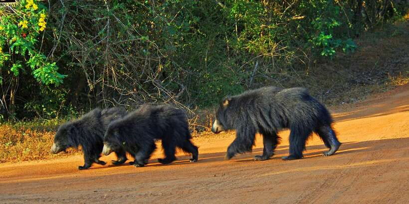 From Bentota: Full-Day Yala National Park Safari Tour - Bentota to Yala: the drive that makes the day work