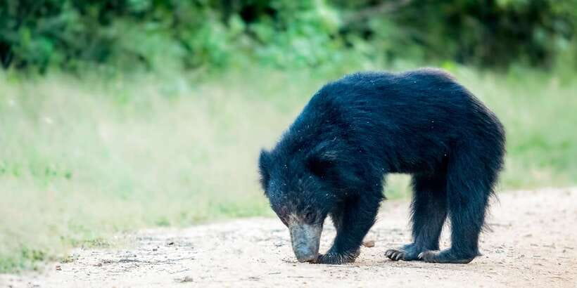 From Bentota: Full-Day Yala National Park Safari Tour - What you can realistically spot in Yala