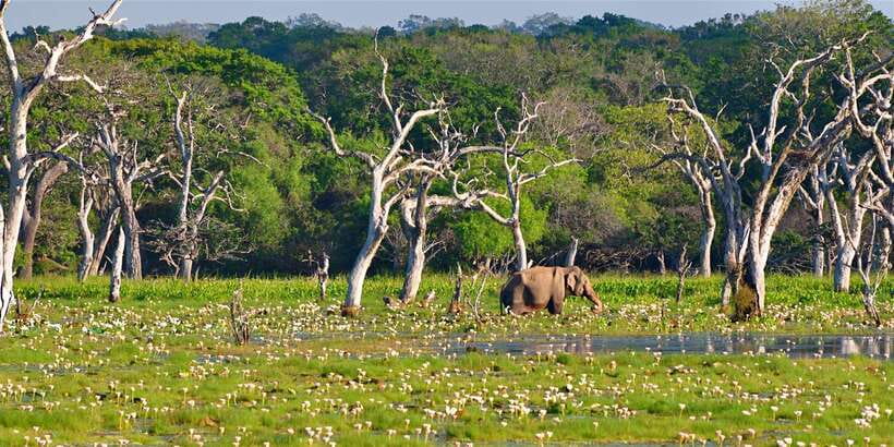 From Bentota: Full-Day Yala National Park Safari Tour - Price and what you truly get for $105