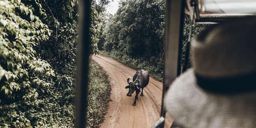 From Bentota: Full-Day Yala National Park Safari Tour - Logistics that can make or break your day