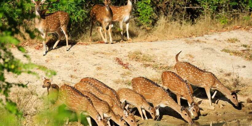 From Bentota: Full-Day Yala National Park Safari Tour - Who this Yala safari suits best