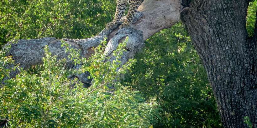 From Bentota: Full-Day Yala National Park Safari Tour - The Yala safari window around 1:00 PM