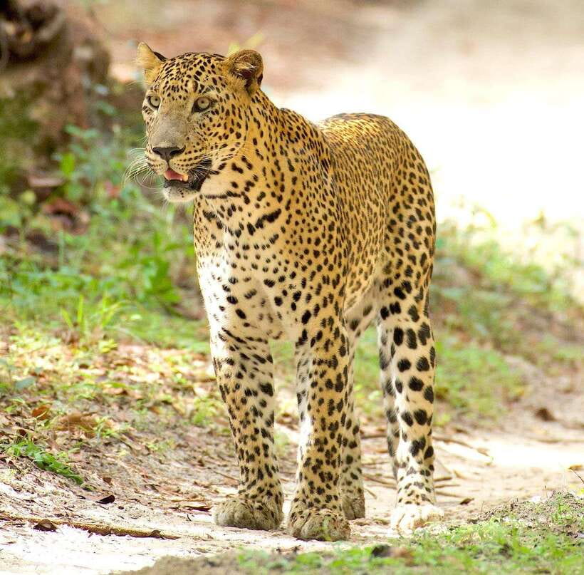 From Bentota - Yala National Park Full Day Safari Tour - Yala starts at the gates: what that 6:00am timing really does