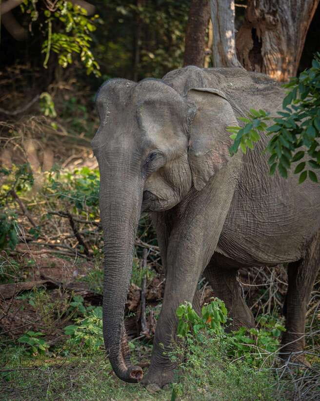 From Bentota - Yala National Park Full Day Safari Tour - Entry tickets and the real cost of a leopard day