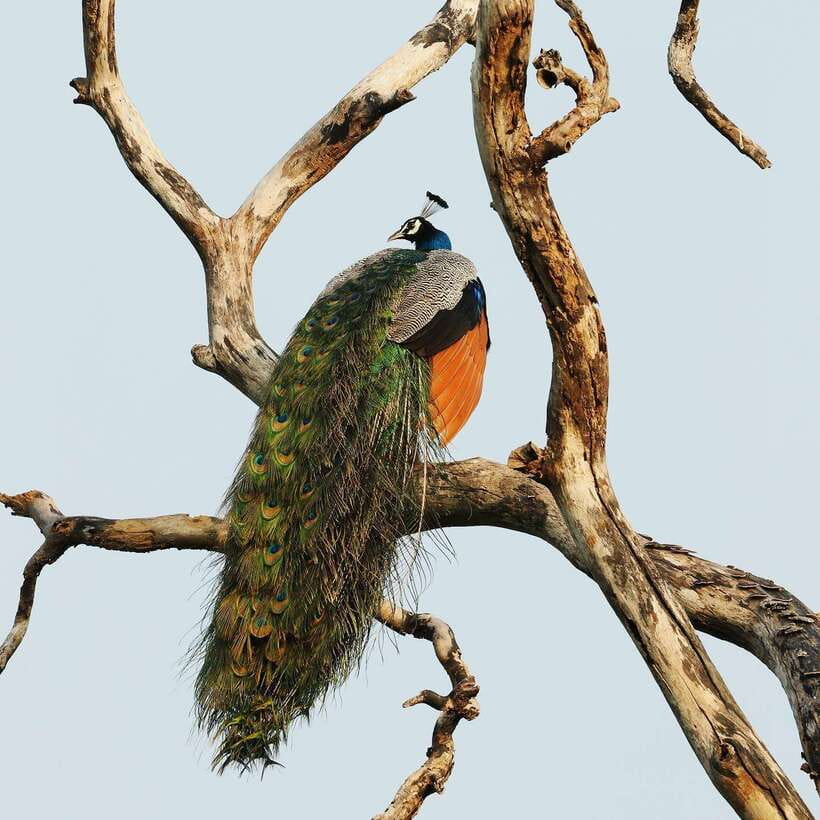 From Bentota - Yala National Park Full Day Safari Tour - Who this safari suits best