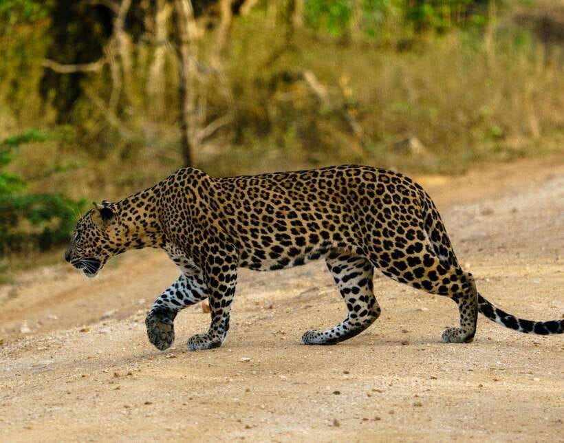 From Bentota - Yala National Park Full Day Safari Tour - Bentota to Yala: private pickup plus a real safari vehicle