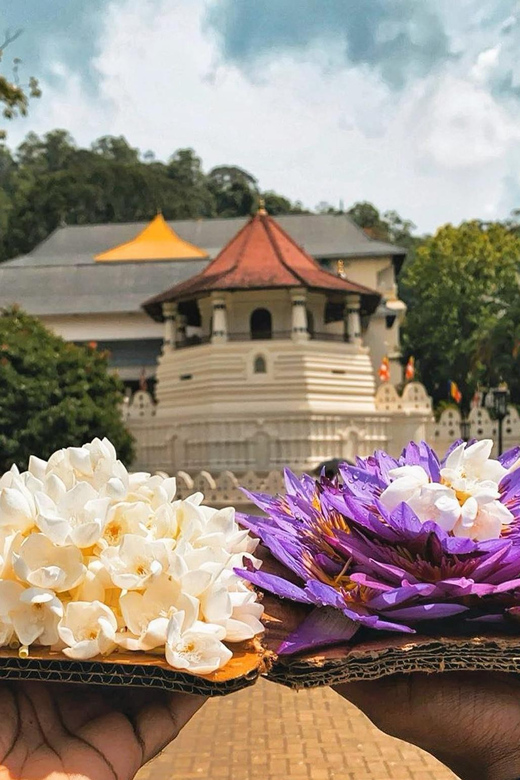 From Colombo: Kandy and Pinnawala Orphanage Short Excursions - Peradeniya Royal Botanical Gardens: orchids, medicinal plants, and giant trees