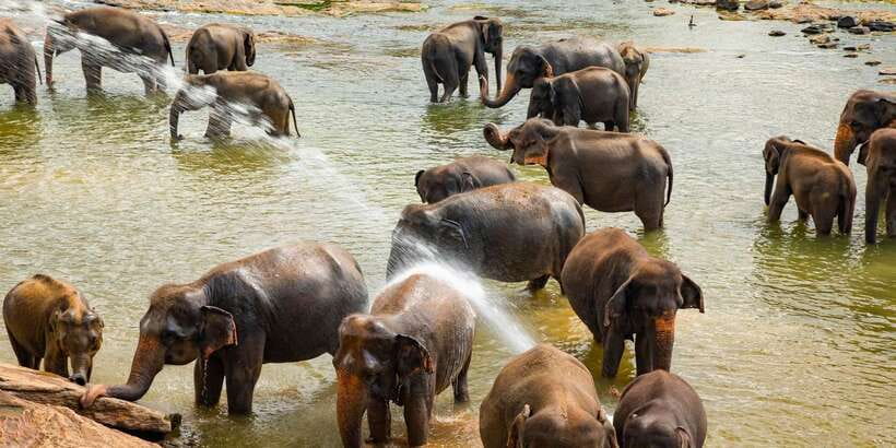 From Colombo: Kandy Full-Day Trip - Lunch and the Gem Museum: Learning Versus Shopping Pressure