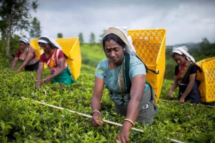 From Colombo: Kandy, Pinnawala and Tea Factory Full-Day Trip - Key Highlights You Should Plan Around