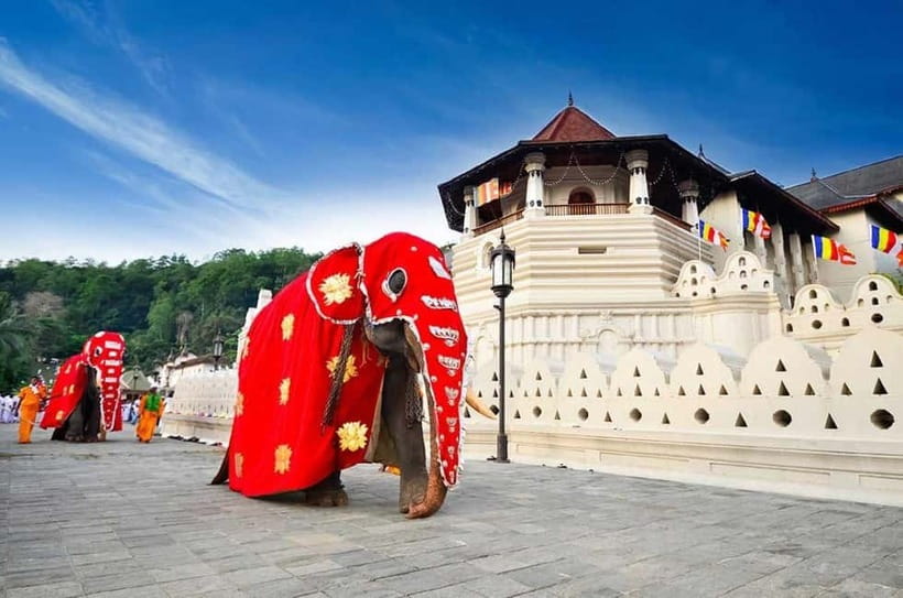 From Colombo: Kandy, Pinnawala and Tea Factory Full-Day Trip - Pinnawala Elephant Time: Feeding, Bathing, and What to Expect