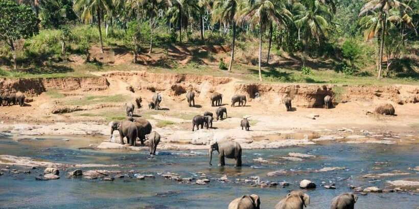 From Colombo: Kandy, Pinnawala and Tea Factory Full-Day Trip - Pinnawala Elephant Village: the hands-on time (and what to watch for)