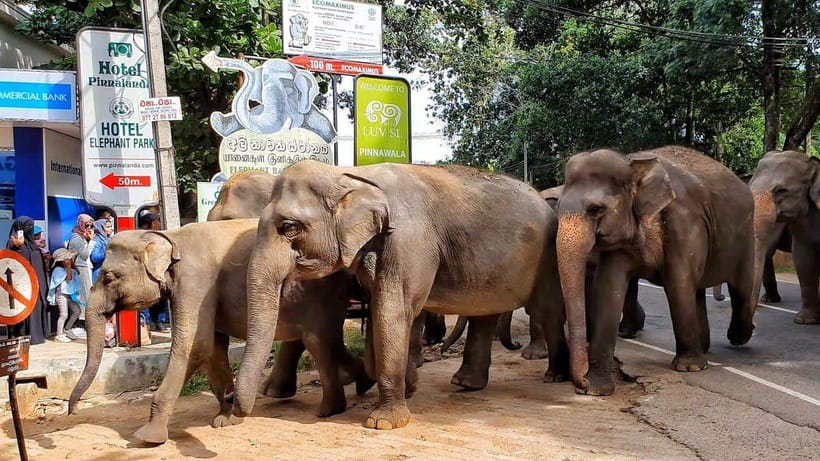 From Colombo: Kandy Temples and Pinnawala Full-Day Tour - Who This Tour Suits Best (And Who Might Want A Simpler Plan)