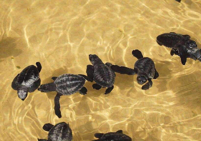 From Colombo/Negombo: Galle, Madu River, and Turtle Hatchery - Key highlights worth planning around