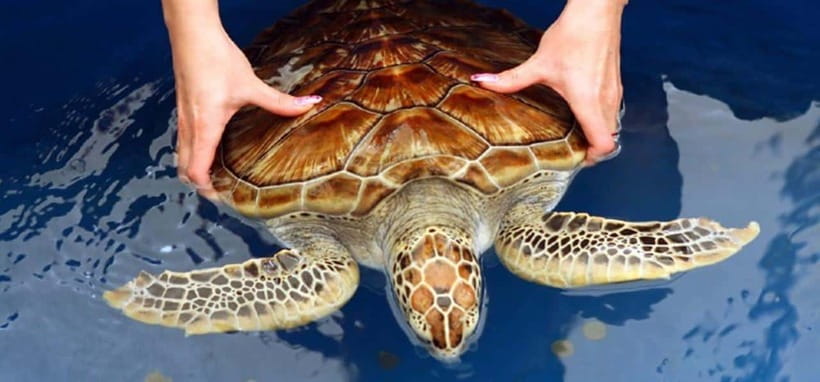 From Colombo/Negombo: Galle, Madu River, and Turtle Hatchery - Colombo or Negombo Pickup, Comfort, and Timing Reality