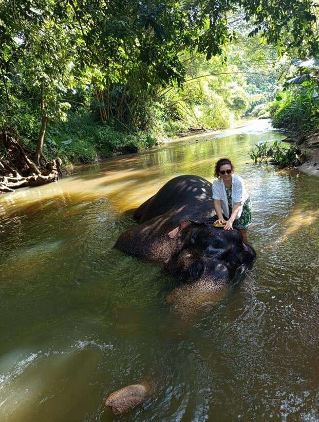 From Colombo or Negombo: Pinnawala, Kandy & Tea Factory Tour - Key things to love about this day trip