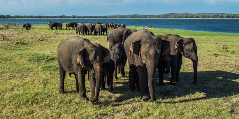 From Colombo: Private Minneriya National Park Day Safari - COVID-Style Health Rules You Should Not Ignore