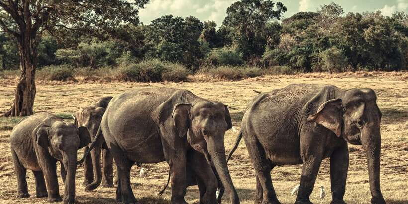 From Colombo: Private Minneriya National Park Day Safari - A Private Minneriya Day Trip From Colombo: What the 12 Hours Feel Like