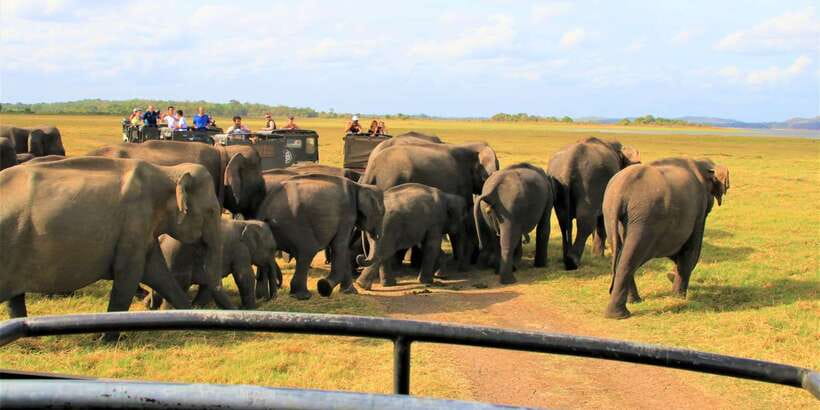 From Colombo: Private Minneriya National Park Day Safari - Elephants at Minneriya: The Moments You Actually Remember