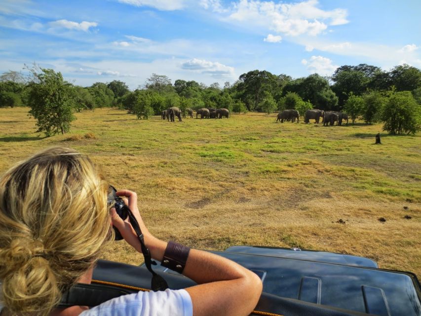 From Colombo: Private Minneriya National Park Day Safari - Wildlife Beyond Elephants: Buffalo, Boar, Deer, Bears, Leopards, and Crocs