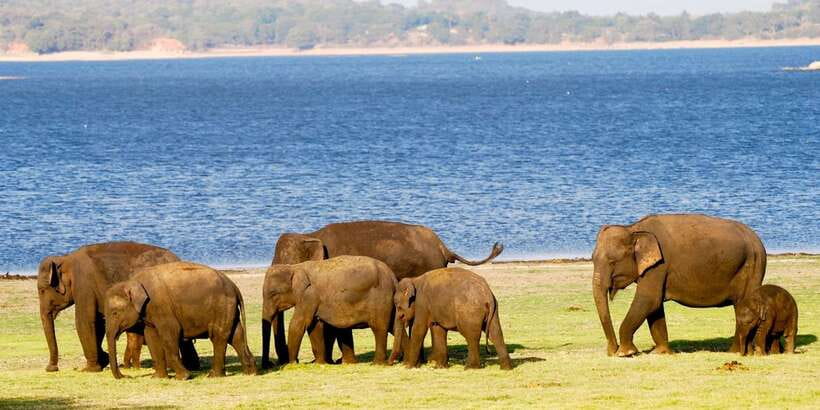 From Colombo: Private Minneriya National Park Day Safari - The Lunch Break at a Local Restaurant: What to Expect and How to Plan