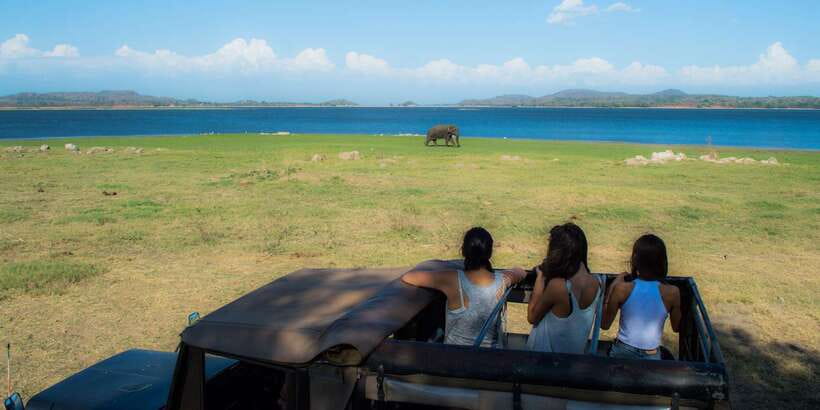 From Colombo: Private Minneriya National Park Day Safari - Value for $105: Is This Private Safari a Good Deal?