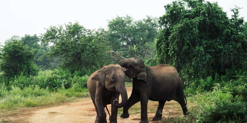 From Colombo: Private Minneriya National Park Day Safari - What to Bring for Comfort on Safari Day (And What to Skip)