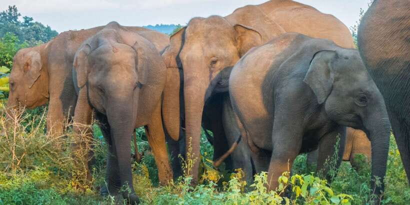From Colombo: Private Minneriya National Park Day Safari - Colombo Pickup at Gamini Hall and the 4 to 5 Hour Drive