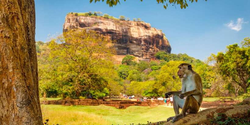 From Colombo: Sigiriya and Dambulla Day Trip with Safari - National-park jeep safari option: elephants, birds, and wildlife time