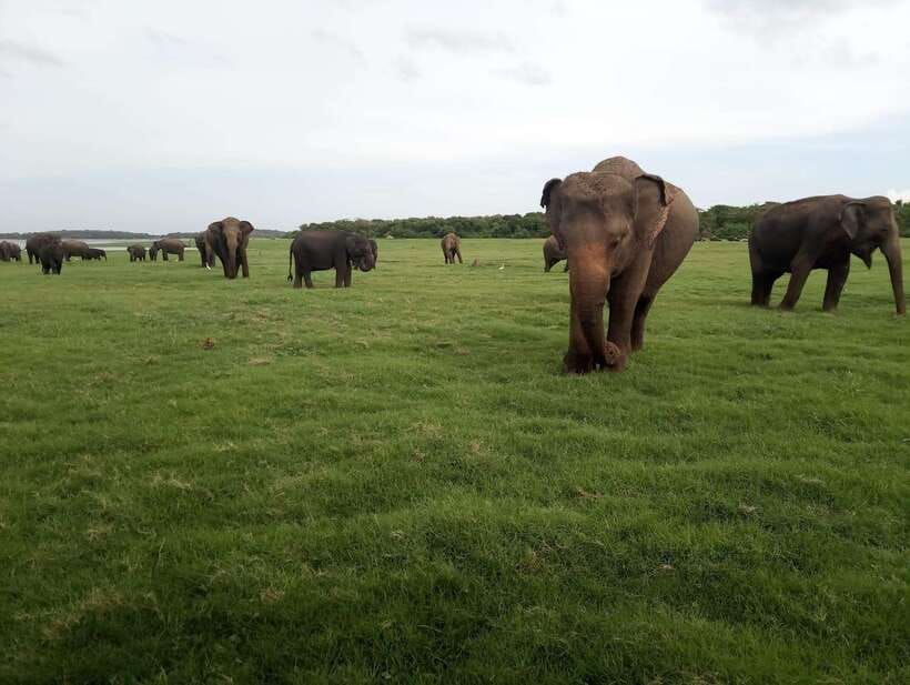 From Colombo: Sigiriya & Dambulla Day Tour with Safari - Who should book this tour