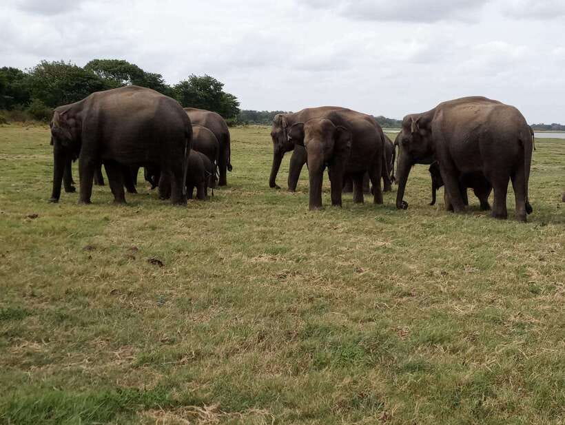 From Colombo: Sigiriya & Dambulla Day Tour with Safari - Packing and timing for a long, hot day