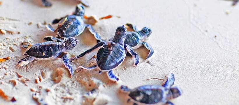 From Colombo to Galle Fort and Unawatuna Beach Day Trip - Hikkaduwa Coral Beach: enjoy the coast, don’t over-plan