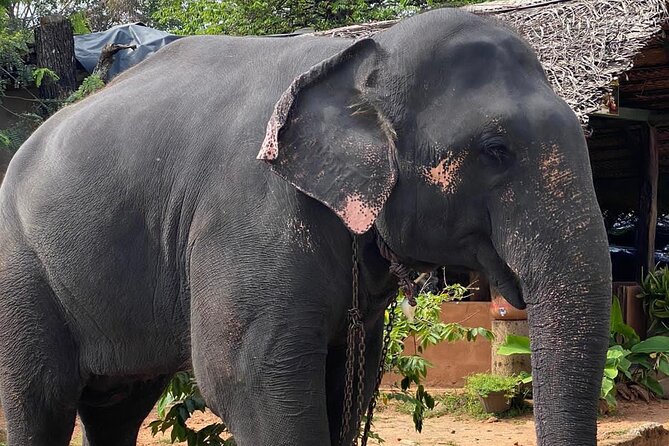 From Colombo to Sigiriya Fortress, Dambulla & Minneriya Safari - What this tour is best for, and who should skip it