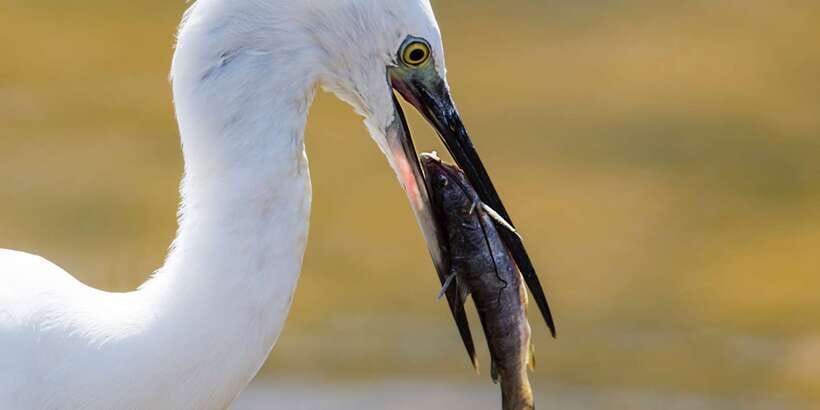 From Colombo: Udawalawa Safari & Elephant Transit Home Tour - What This Day Feels Like, From Start to Finish
